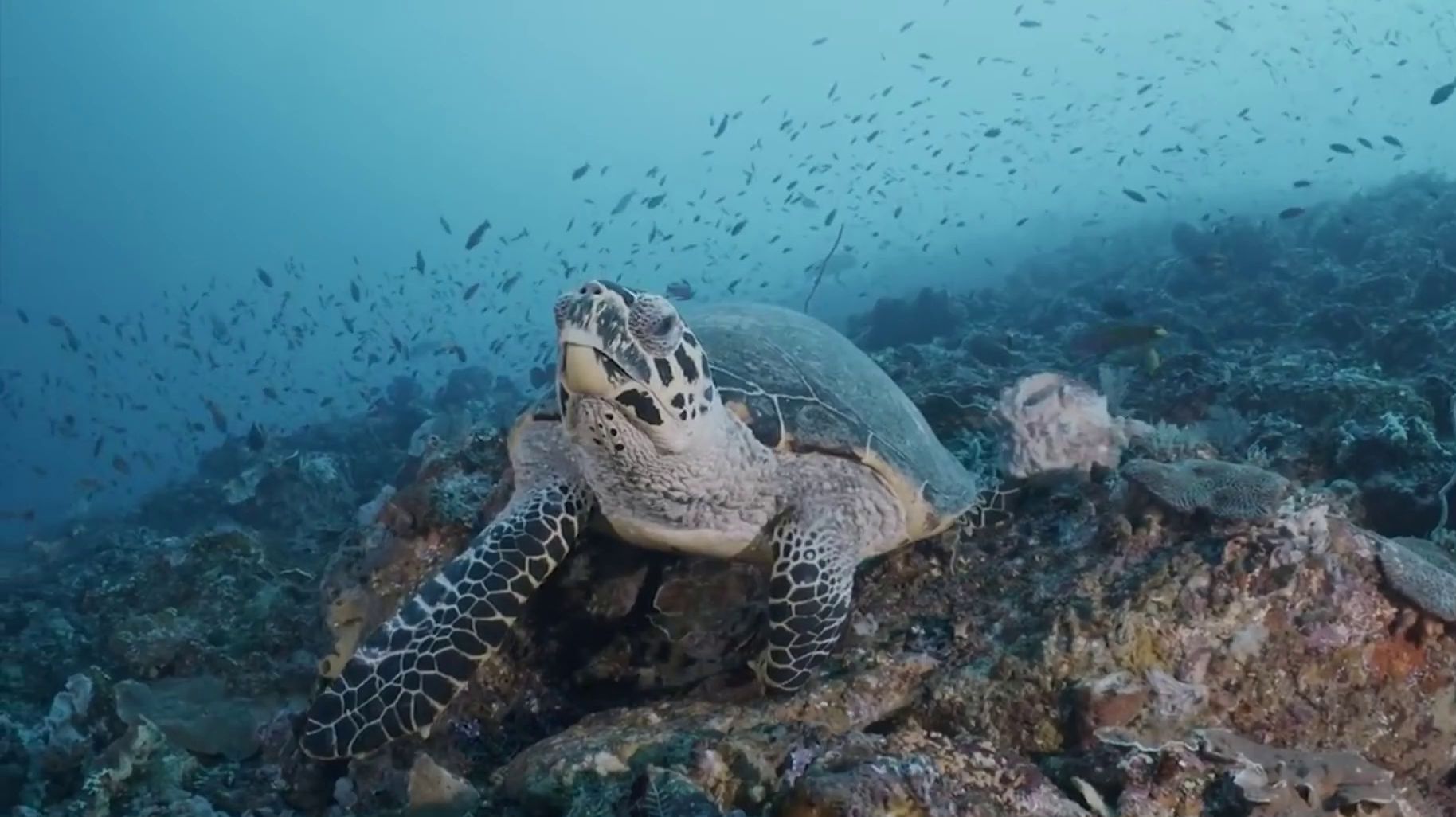 Express Doc смотреть онлайн