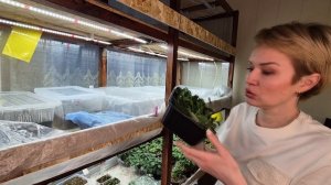 УХОД ЗА ЧЕРЕНКАМИ ВО ВРЕМЯ УКОРЕНЕНИЯ.2026