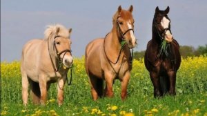 Лошади ❤️❤️❤️ эх я по ним очень скучаю 😭