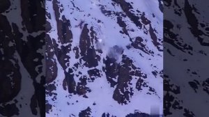 #Живая_Планета Говорят у кошек девять жизней. Внимание на хватку, он так и не отпустил добычу