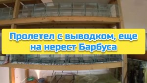 Пролетел с выводком, еще на нерест Барбуса