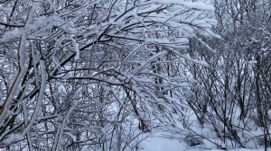 Тихое зимнее утро 2026 года.