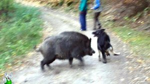 Безумные Случаи с Животными Шокировали Интернет! Снято на Камеру!