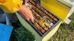 Проверяем как приняли наших маток