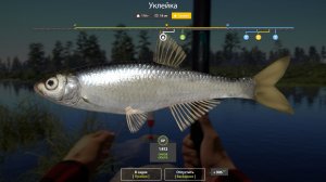 УКЛЕЙКА ТРОФЕЙНАЯ!!!Р.БЕЛАЯ - РУССКАЯ РЫБАЛКА 4.ДАТА 24.01.2026