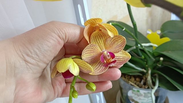 максимально приближенное выращивание орхидей как в природе 😊🙏красота! корни ух х ☺🌱 смотреть онлайн