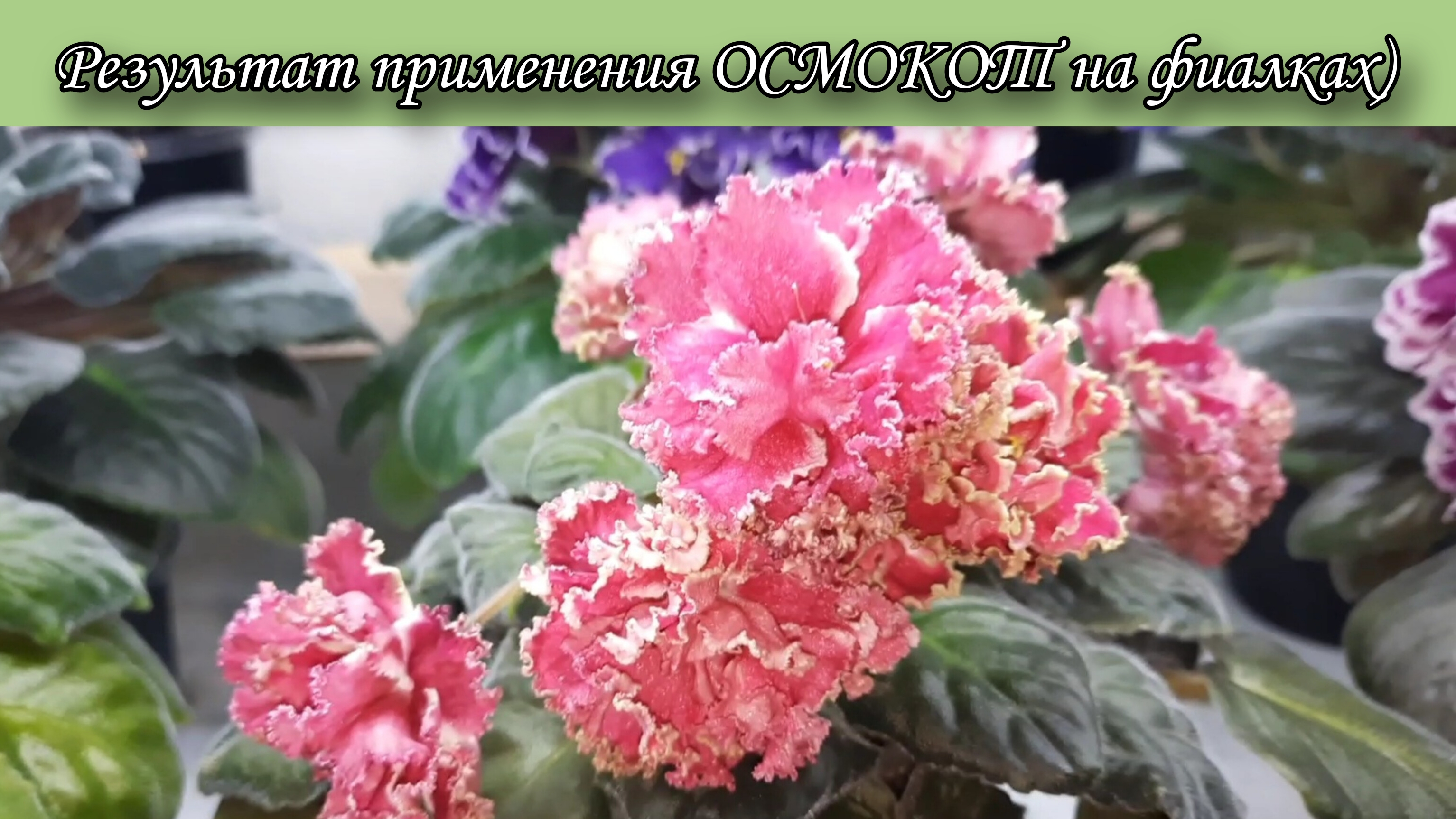 Удобрение ОСМОКОТ для фиалок. Показываю результат применения🌷 смотреть онлайн