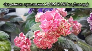 Удобрение ОСМОКОТ для фиалок. Показываю результат применения🌷