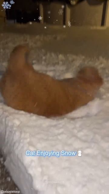 Котики играют со снегом! 😸🌨❄ #shorts #shortvideo #Cats #Snow #Коты #Кошки #Снег смотреть онлайн