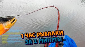 Голец Дрягина. Нижняя тунгуска. 1 Час Рыбалки за 2 минуты. РР4. Русская Рыбалка 4