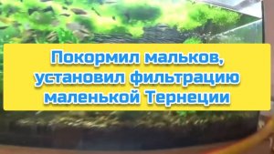 Покормил мальков, установил фильтрацию маленькой Тернеции