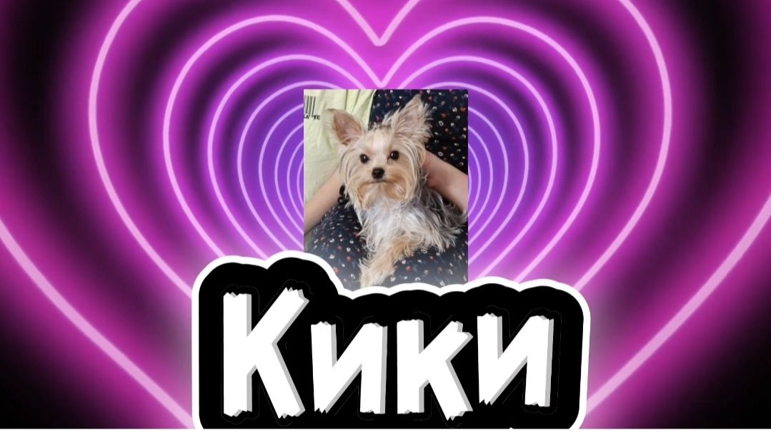 Красное платье Кики #йоркширский терьер