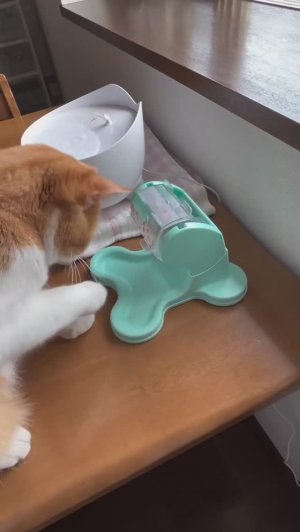 Кот-лудоман - горе в семье 🥲