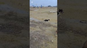 Это промысловые собаки им тоже негде укрыться