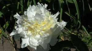 пион Cheddar Cheese