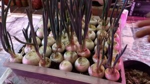 В ЗАМЕНИ ЗЕМЛИ ЛУК НЕ НУЖДАЕТСЯ.