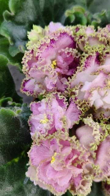 Фиалка ЛЕ-Медуница