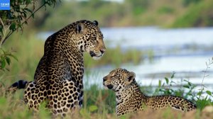 Мир Диких Животных: Расслабляющие Видео. Часть 1