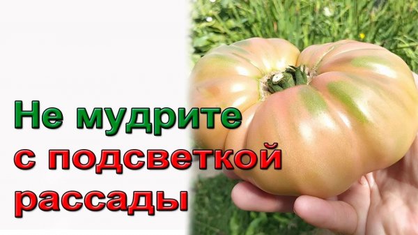 Не мудрите с подсветкой рассады