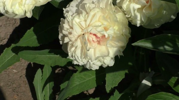 пион Majesty’s Splendor