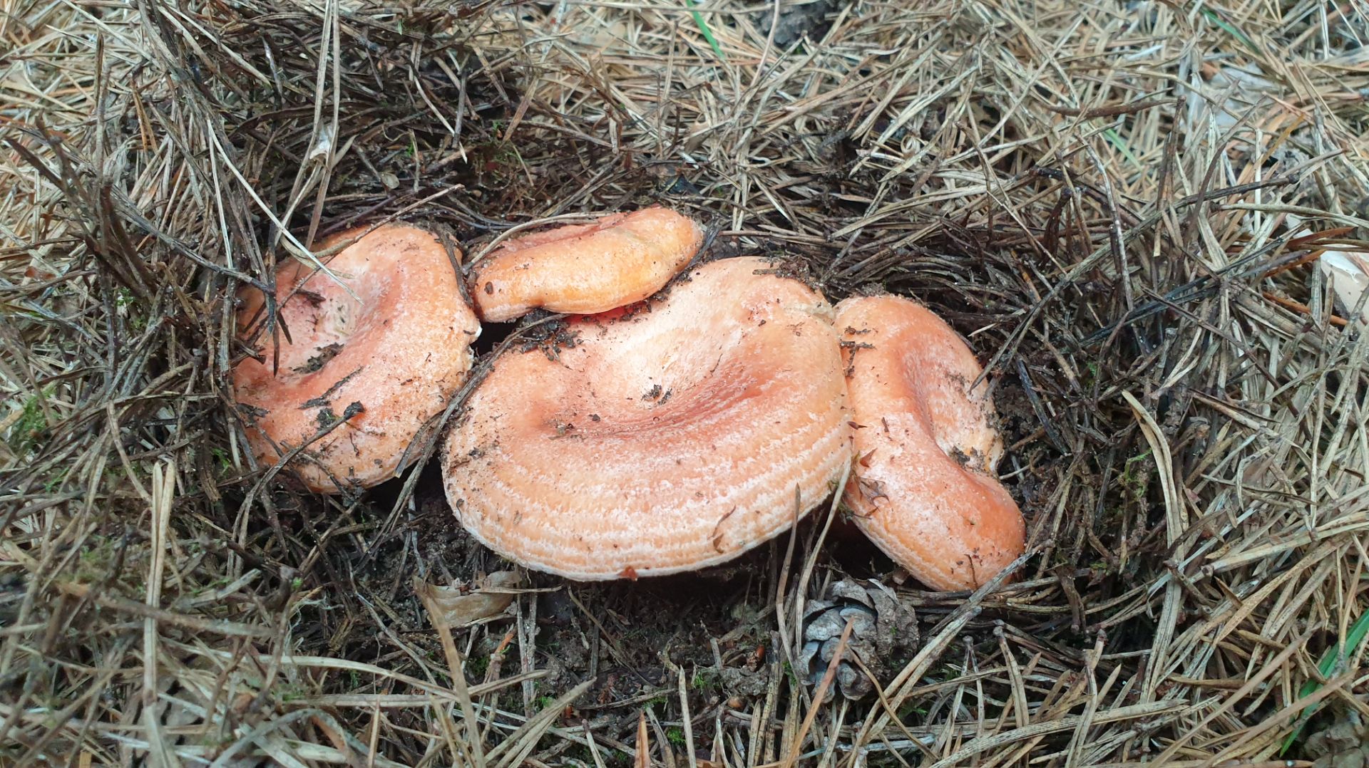 РЫЖИКИ ! Грузди рыжие грибы ! смотреть онлайн