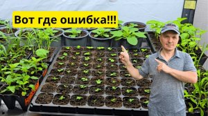 Главная ошибка после всходов, из-за которой тянется рассада.