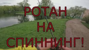 РОТАН НА СПИНИННГ🔥 #мормышинг