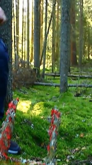 СЛЕДЫ КРОВИ В ЛЕСУ... НЕ ХОРОШО