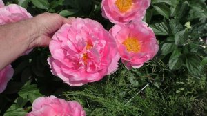 пион Salmon Dream