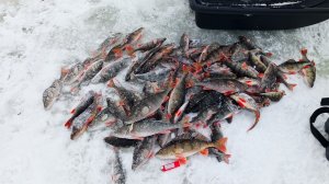 Раздача КРУПНОГО окуня на Ладоге...Поездка на Ладогу январь 2026