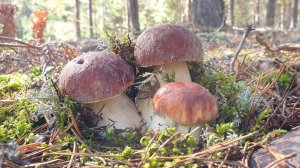 ЕПОНАМАМА ! ХОЧЕШЬ СОСНОВЫЕ ХОЧЕШЬ БЕРЁЗОВЫЕ ! БЕЛЫЕ ГРИБЫ БОРОВИКИ ПРУТ В ДУРЬ !