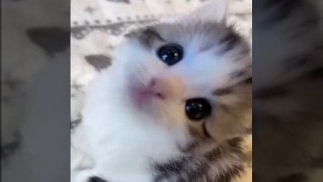 VID-20240918-WA0004.mp4 смотреть онлайн