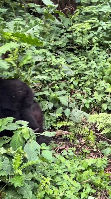 В паре метров от нас самка нежно перебирала шёрстку у годовалого малыша