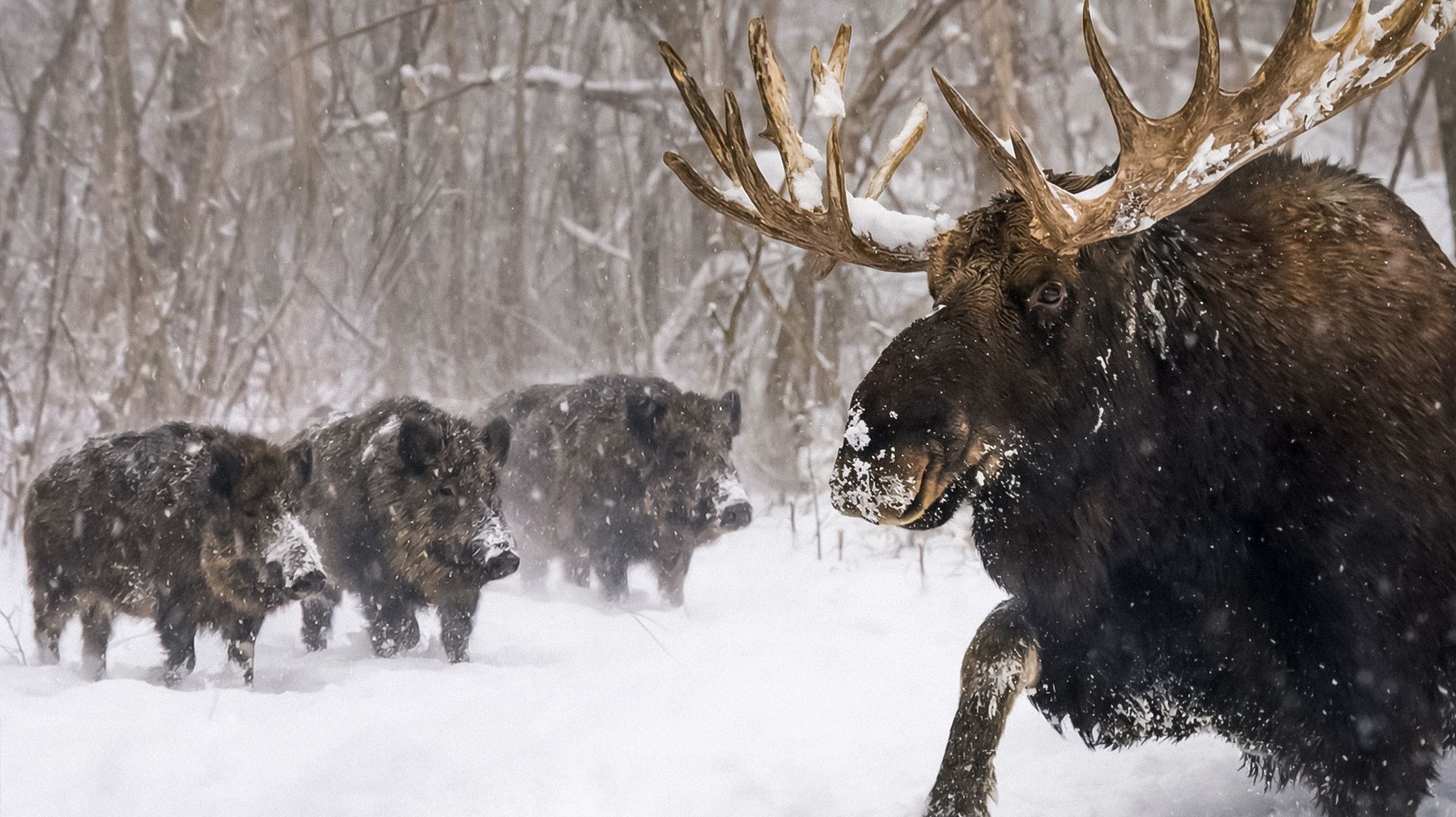 Выжить зимой в лесу. Как дикие животные справляются с морозами и голодом? смотреть онлайн