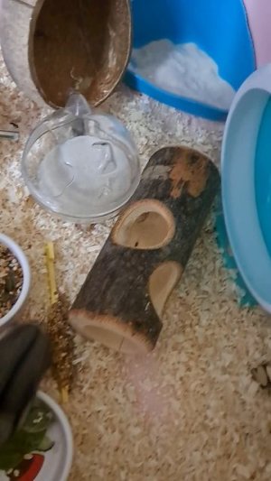 Знакомство!))) #хомяк#хомякджунгарик#хомячок#джунгарик