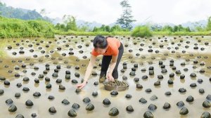 Собираю много улиток и иду продавать на сельский рынок. Забочусь о поросятах. Нхат. Вьетнам