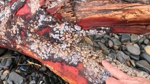 24.01.26.От 300степеней до пляжа 40 лет Победы вдоль моря. Анапа.