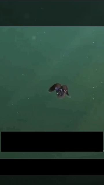 Морской ангел