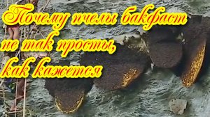 Пчелы Бакфаст: чудо селекции или подделка под породу?