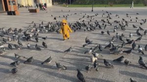 Дерзкие и красивые голуби суетливые: кормим бесстрашных птиц