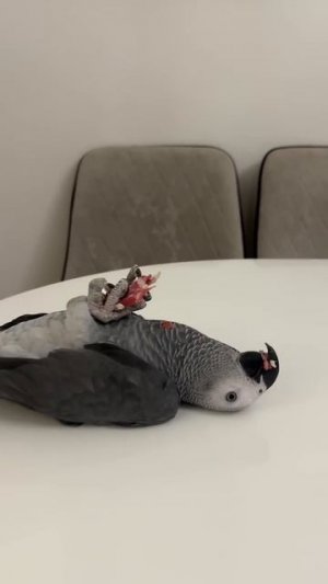 Жако лежит на спине и кушает колбасу 🤦♀️