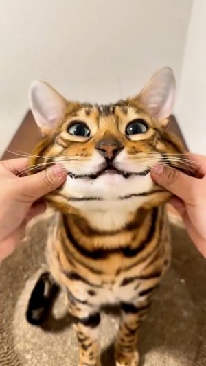 😂 ОЙ, НЕ ПОДГЛЯДЫВАЙ 🫣 | ПОШЛИ РАБОТАТЬ 🙀 | ОЗВУЧКА ОТ ROMEO 🔥 | #говорящийкот #озвучка #угараю