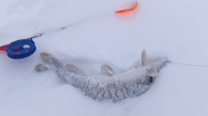 Жерлицы.Рыбалка на пруду.