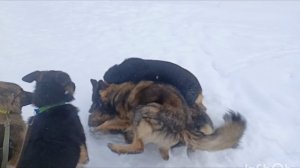 немецкая овчарка,мощь и отвага