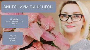 🟣🟣СИНГОНИУМ ПИНК НЕОН. ПОЧЕМУ НЕ РАСКРЫВАЕТСЯ ЛИСТ. ГРУНТ. КАШПО. ПОЛИВ #plants  #сингониум