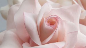 Сахарная роза Как сделать Розу из мастики