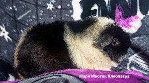 ПРОБЛЕМЫ в разведении #морских_свинок и #сирийских_хомяков с весом 300 грамм. Ответы на вопросы.