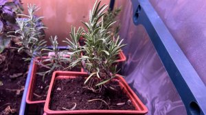 Самая главная Ошибка при выращивании Розмарина!!