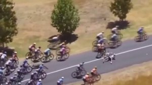 В Австралии кенгуру сбил велогонщика во время гонки