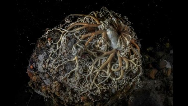 Полярный Круг